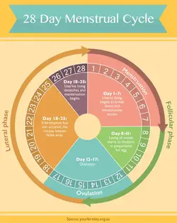 The mensutral cycle over a 28 day period