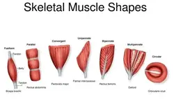 Image showing a closeup of muscle shapes