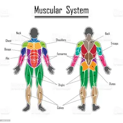 Image showing the muscular system.