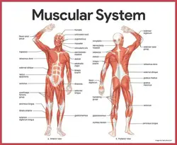 Image of the muscular system front and back