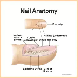 image of the nail and its components