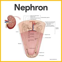 Image detailing the nephron