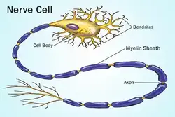 image of nerve cells