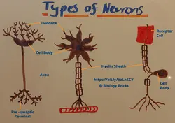 image of types of neurons