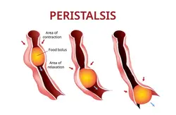 The process of oesophagal peristalsis.