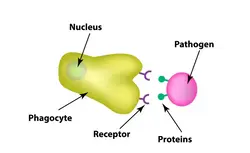 image showing the phagocyte