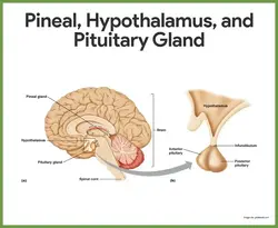 image of the pineal, hypothalmus and pituitary glands