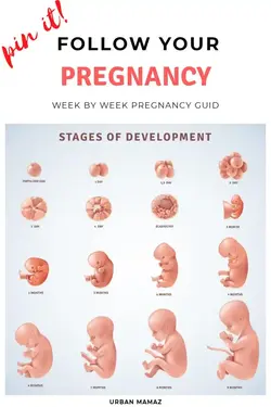 The stages of a baby when pregnancy