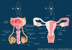 image showing both male and female reproductive systems