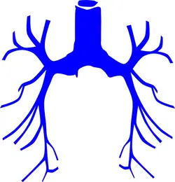 The trachea and bronchioles have mucus which moves up to the throat to be swallowed