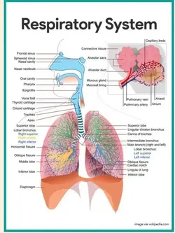 image of the components of the respiratory system