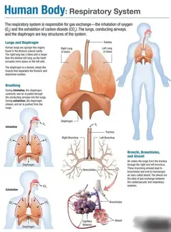 image of the respiratory system with information