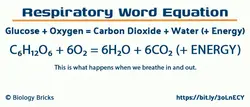 image showing the word equation for respiration