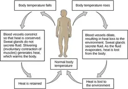 What happens when our body temperature changes