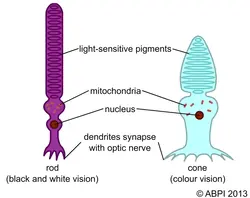 the difference between rods and cones