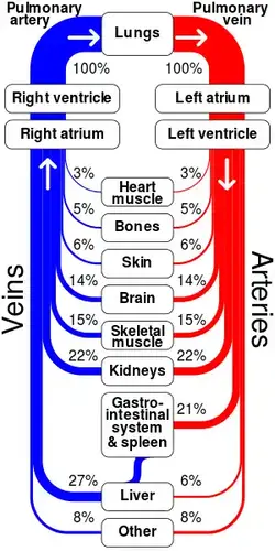 Sankey diagram of the circulatory system