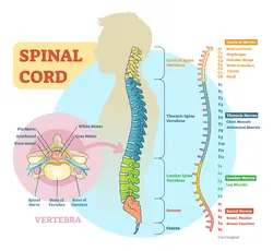 The spinal cord, part of the spine.