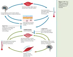 the process of thermoregulation