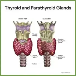 image showing the thyroid and parathyroid