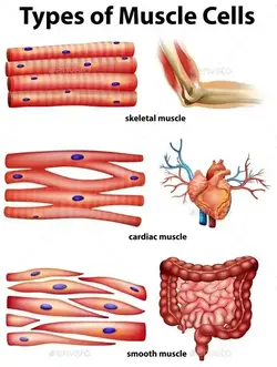 Image showing the cellular levels of the different types of muscle.