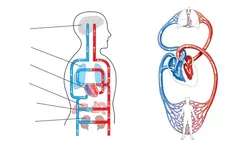 Unlabelled diagram of the circulatory system.