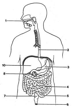 unlabelled digestive system to label