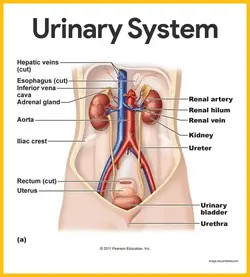 image showing the urinary system