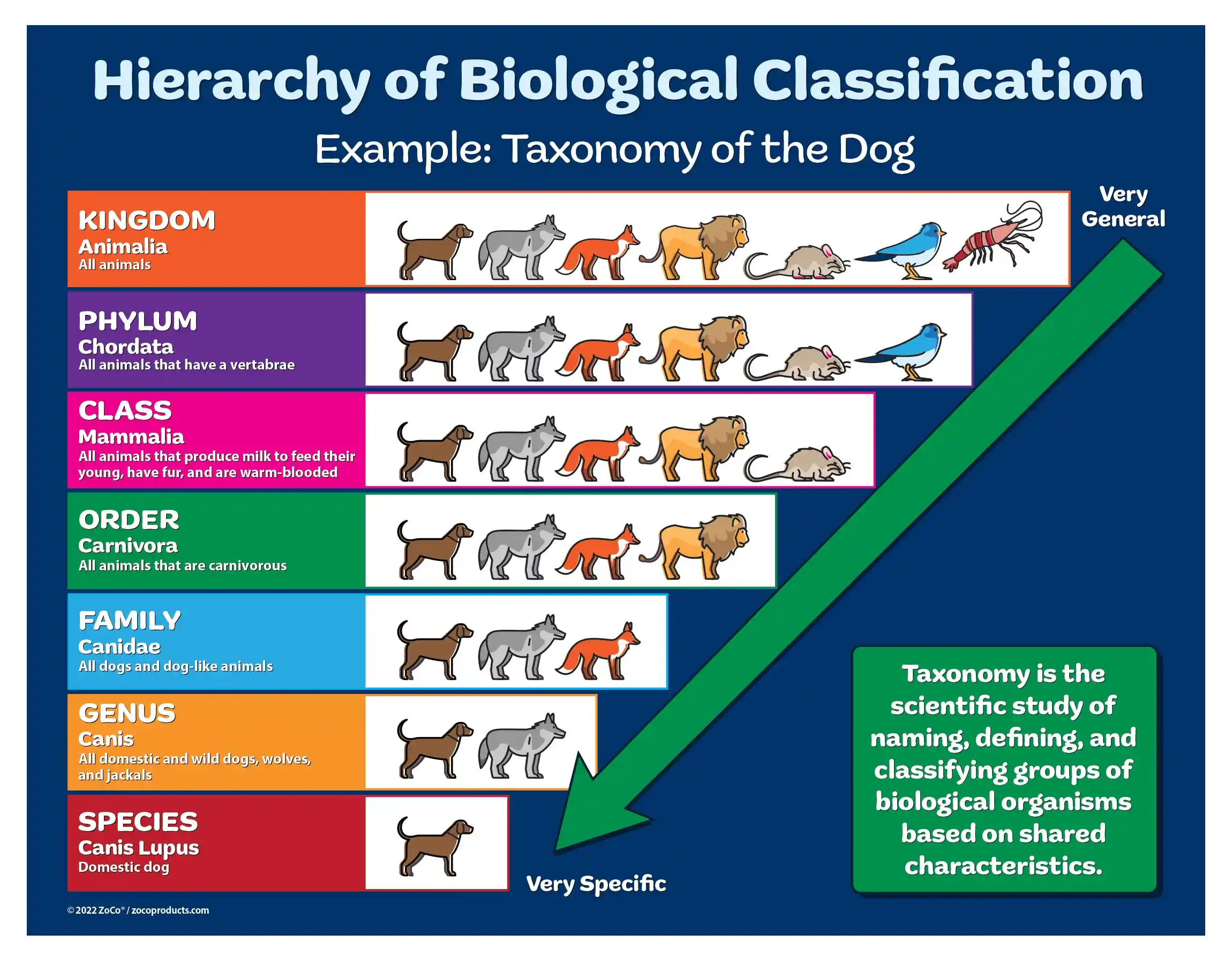 The rulings of Taxonomy, from Domains to Species