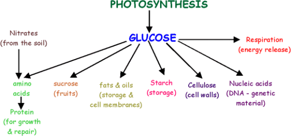 uses-of-glucose-after-photosynthesis-what-does-a-plant-do-with-the