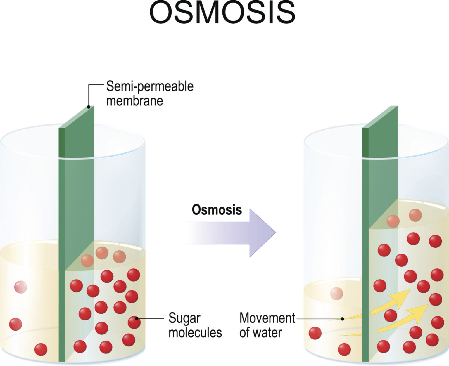 Osmosis, the process of water molecules moving through a semipermeable