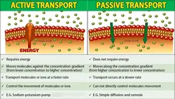 Active and passive transport explained