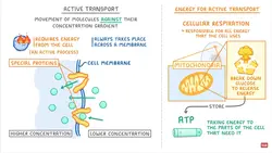 Active transport explained simply by Cognito.