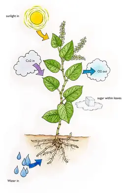 image with annotations on photosynthesis