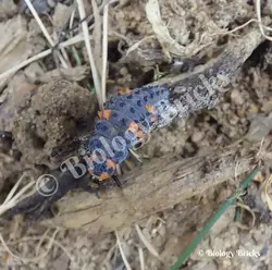 A baby ladybird larvae