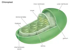 diagram showing the inner parts of a chloroplast