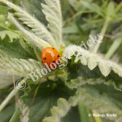 The common ladybird, who, along with the larvae, will eat up to 100 aphids a day.