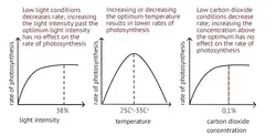 The limiting factors of photosynthesis graph