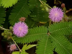 The Mimosa pudica droops its leaves in defence of insects laying on them