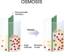 The process of osmosis through a membrane