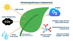 Image explaining what happens in photosynthesis