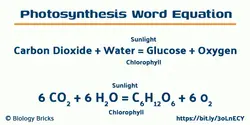 Word equation for photosynthesis