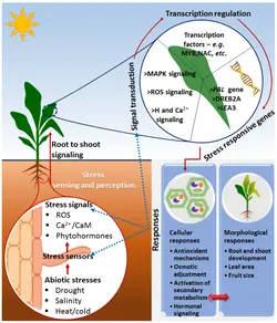 How metabolites can help a diseased plant cope by cellular or physical response.