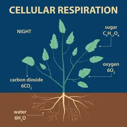 The process of respiration in plants during the night