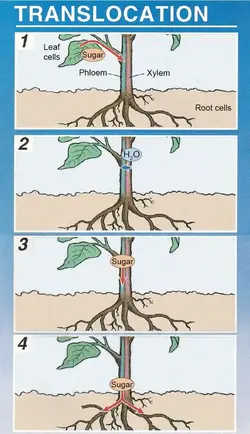 How translocation works in plants.