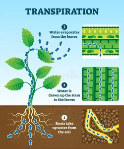 How transpiration works in plants.