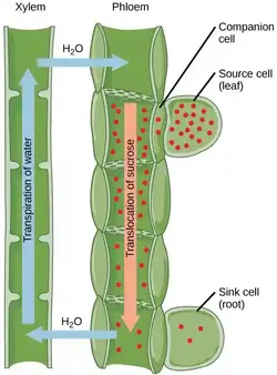 Alternative xylem and phloem.