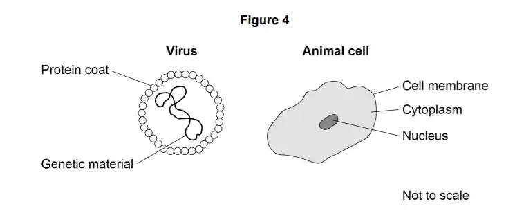 Figure 4 shows a virus and animal cell