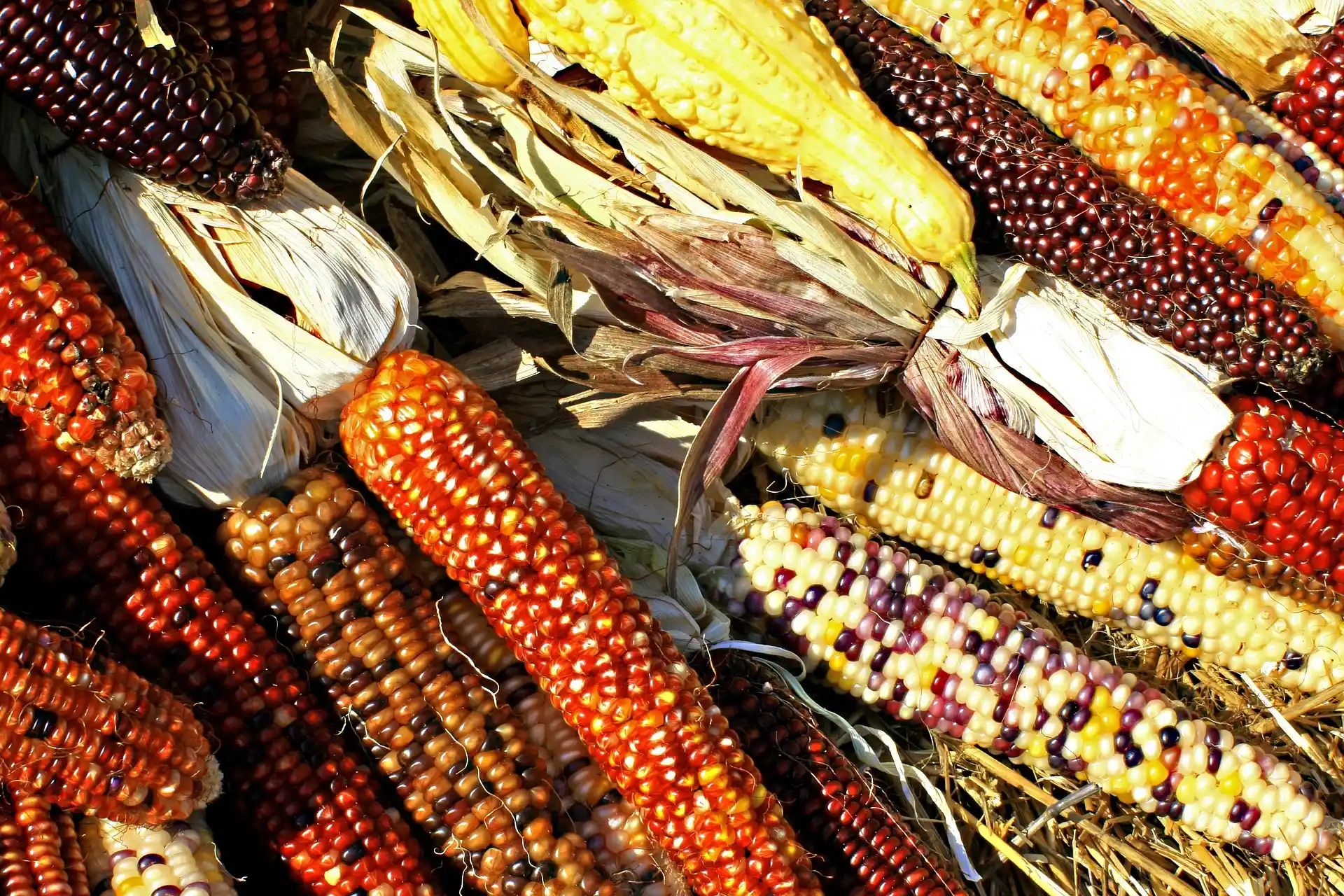 Maize, which McClintock worked on to figure out chromosomal changes