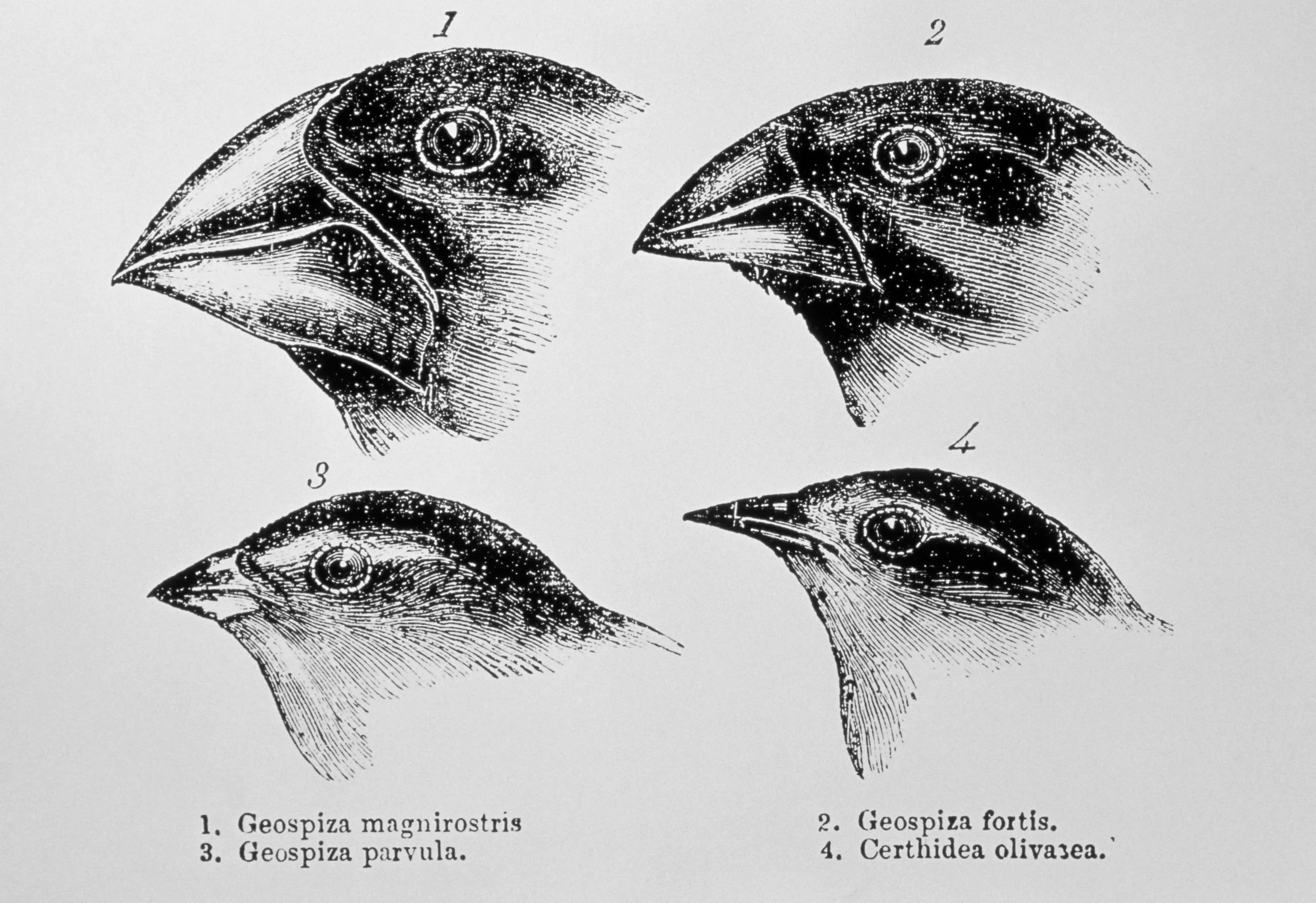 Darwin's finches drawing, noting that different species of the same type have different characteristics