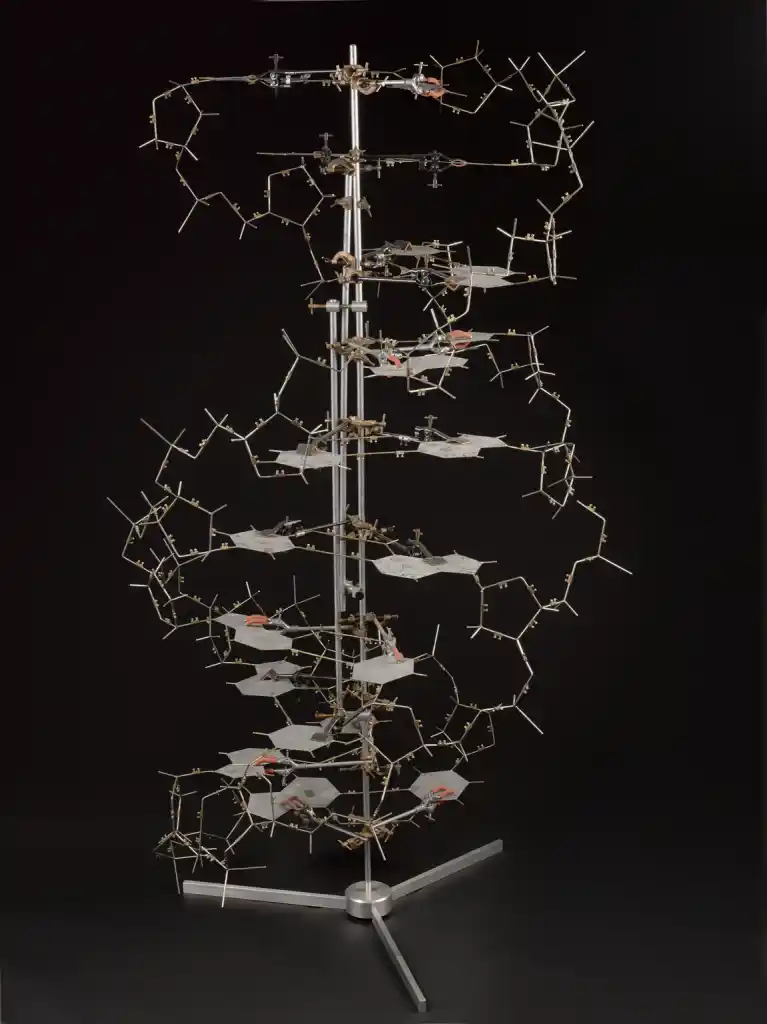 A replica of the double helix structure of DNA in the Science Museum